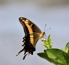 Heraclides andraemon