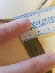 Dichanthelium commutatum commutatum