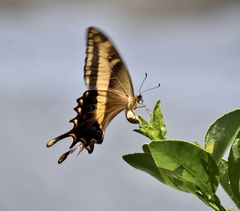 Heraclides andraemon