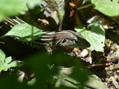Aspidoscelis lineattissimus