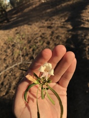 Eremophila bignoniiflora