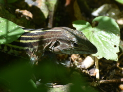 Aspidoscelis lineattissimus