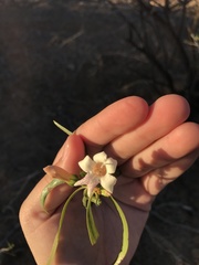 Eremophila bignoniiflora