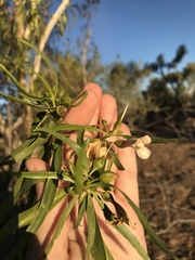 Eremophila bignoniiflora