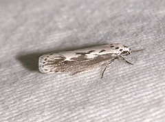 Ethmia semitenebrella