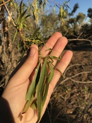 Eremophila bignoniiflora