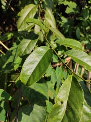 Itea omeiensis