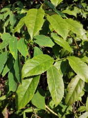 Itea omeiensis