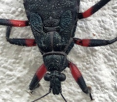 Microtomus cinctipes