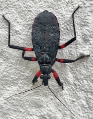 Microtomus cinctipes