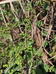 Litsea cubeba