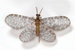 Nallachius americanus