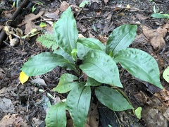 Goodyera rubicunda
