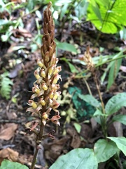 Goodyera rubicunda