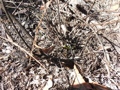 Daviesia umbellulata