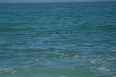 Sagmatias obscurus