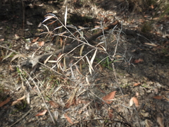 Daviesia umbellulata