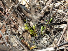 Daviesia umbellulata