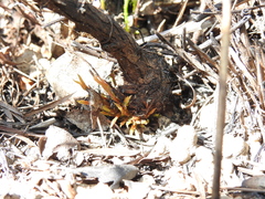 Daviesia umbellulata