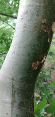 Bursera lancifolia