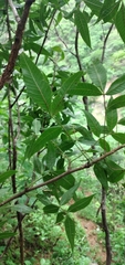 Bursera lancifolia
