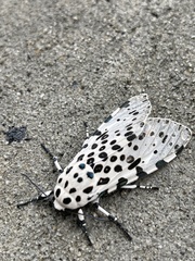 Hypercompe scribonia