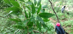 Bursera lancifolia
