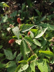 Rubus sumatranus
