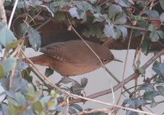 Troglodytes aedon chilensis