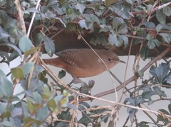 Troglodytes aedon chilensis