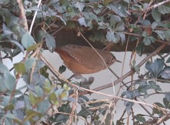 Troglodytes aedon chilensis