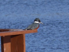 Megaceryle torquata stellata