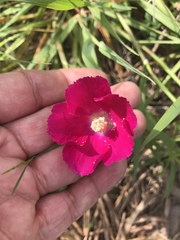 Callirhoe involucrata