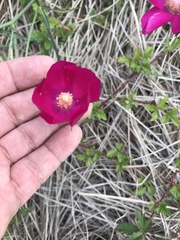 Callirhoe involucrata