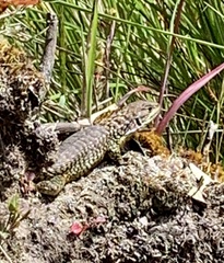 Stenocercus guentheri