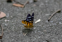 Dysphania subrepleta