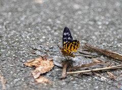 Dysphania subrepleta