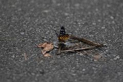 Dysphania subrepleta