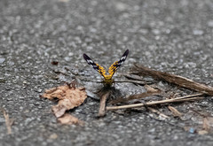 Dysphania subrepleta