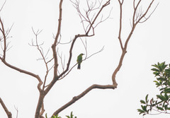 Chloropsis sonnerati