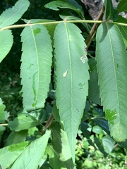Stigmella intermedia