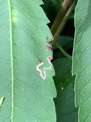 Stigmella intermedia