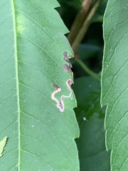 Stigmella intermedia