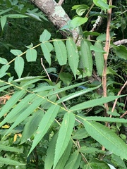 Stigmella intermedia
