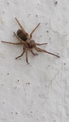 Filistata insidiatrix