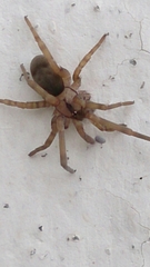 Filistata insidiatrix