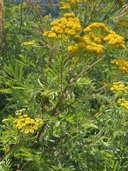 Tanacetum vulgare