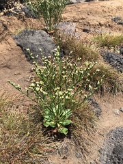 Limonium tetragonum