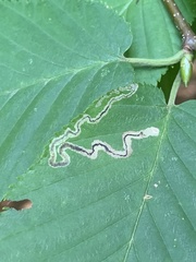 Stigmella lemniscella