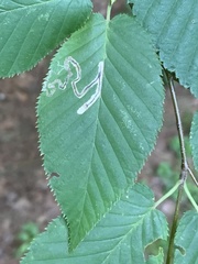 Stigmella lemniscella